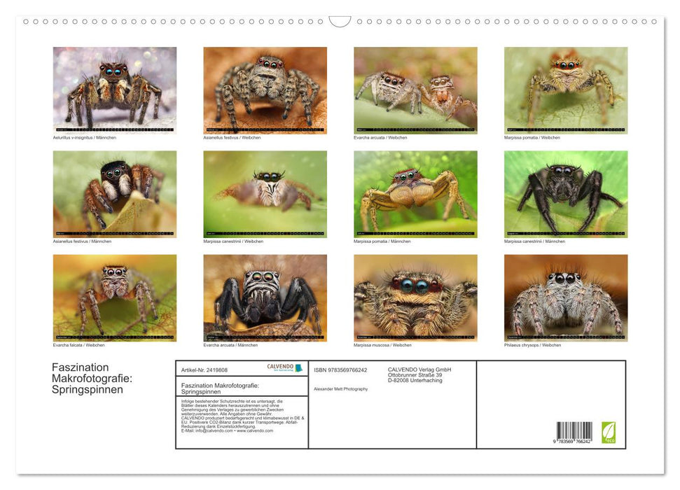Faszination Makrofotografie: Springspinnen (CALVENDO Wandkalender 2027)