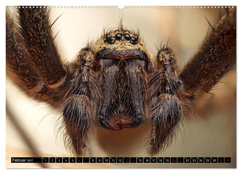 Faszination Makrofotografie: Spinnen (CALVENDO Wandkalender 2027)