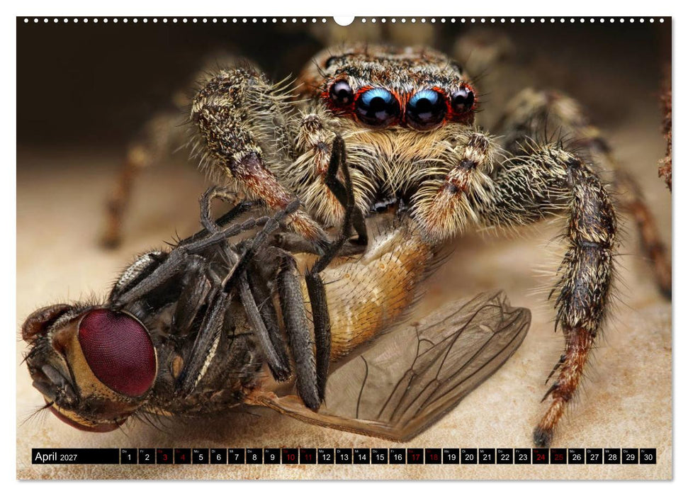 Faszination Makrofotografie: Spinnen (CALVENDO Wandkalender 2027)