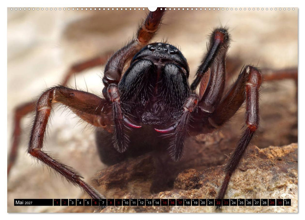 Faszination Makrofotografie: Spinnen (CALVENDO Wandkalender 2027)
