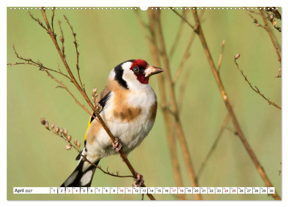 Schönheiten im Federkleid - Heimische Wildvögel im Portrait (CALVENDO Premium Wandkalender 2027)
