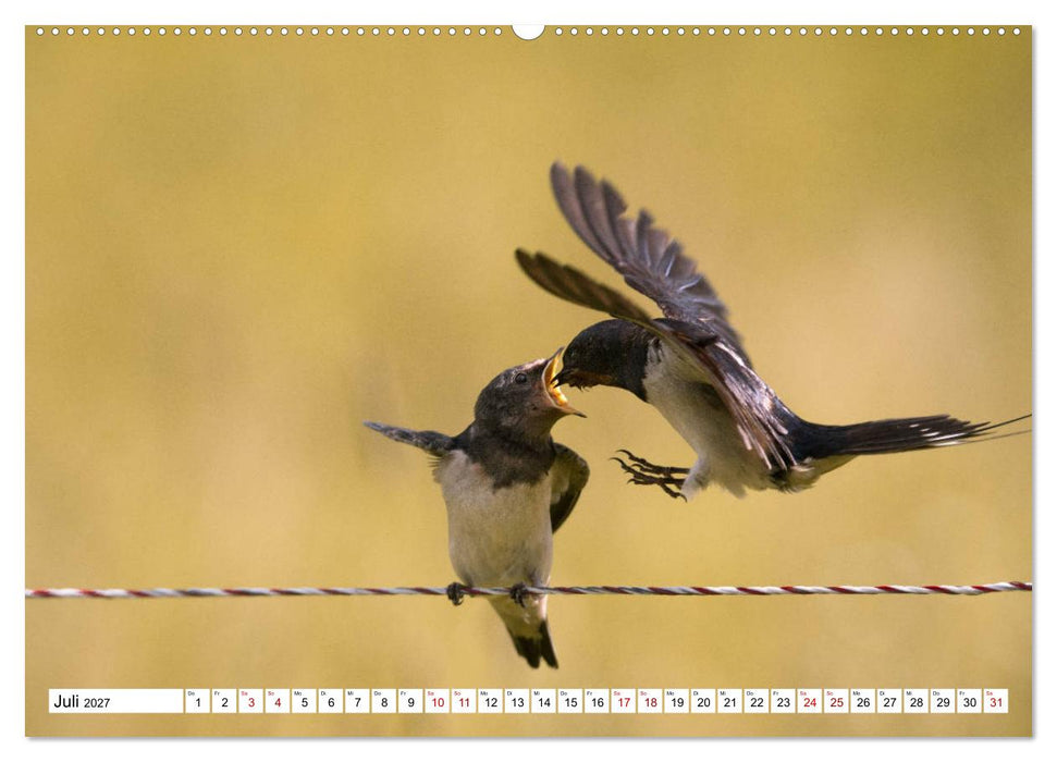 Schönheiten im Federkleid - Heimische Wildvögel im Portrait (CALVENDO Premium Wandkalender 2027)