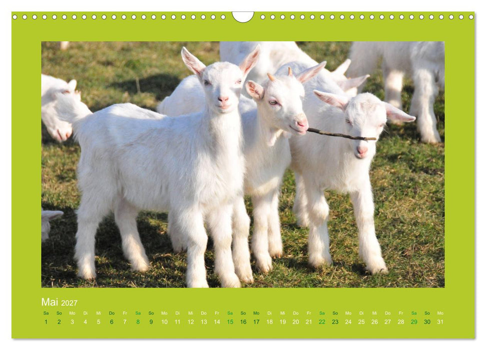 Ziegenkalender 2027 (CALVENDO Wandkalender 2027)