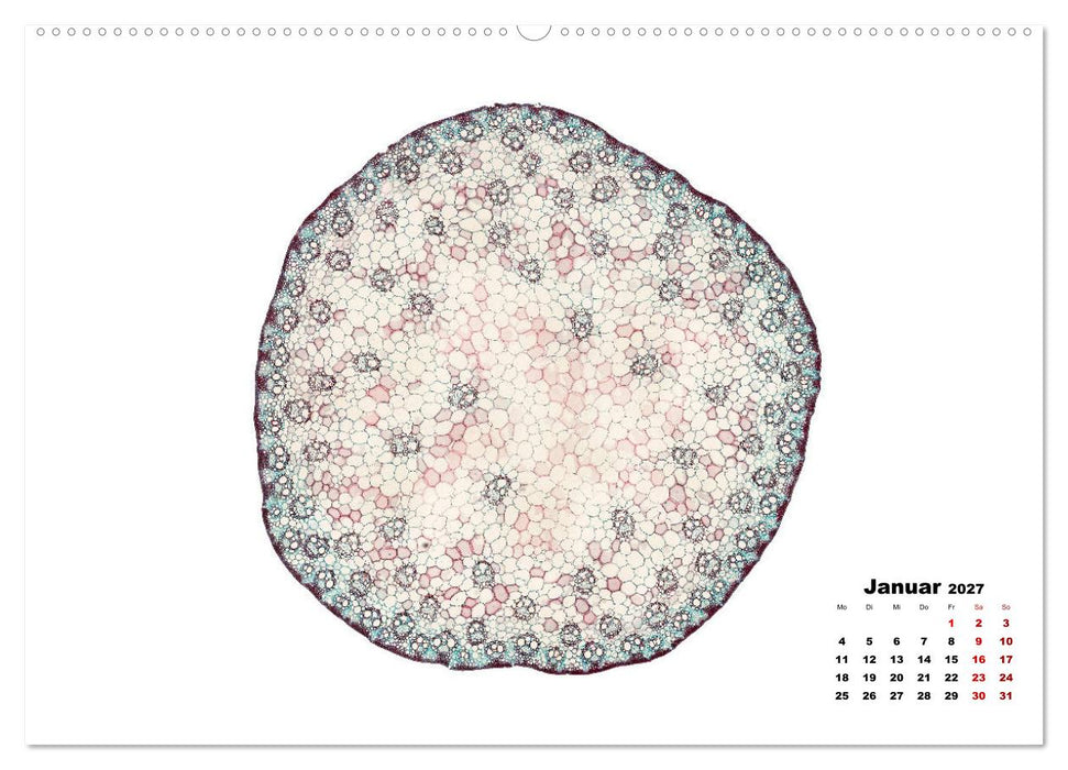 Pflanzen unter dem Mikroskop (CALVENDO Premium Wandkalender 2027)