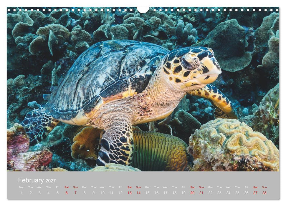Caribbean Sea Turtles (CALVENDO Monthly Calendar 2027)