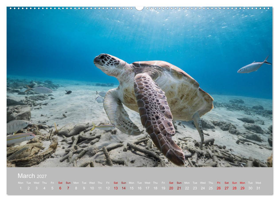 Caribbean Sea Turtles (CALVENDO Premium-Calendar 2027)