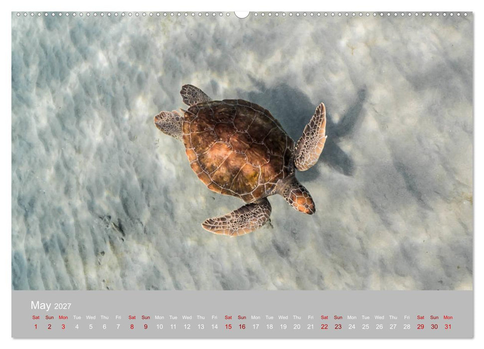 Caribbean Sea Turtles (CALVENDO Premium-Calendar 2027)