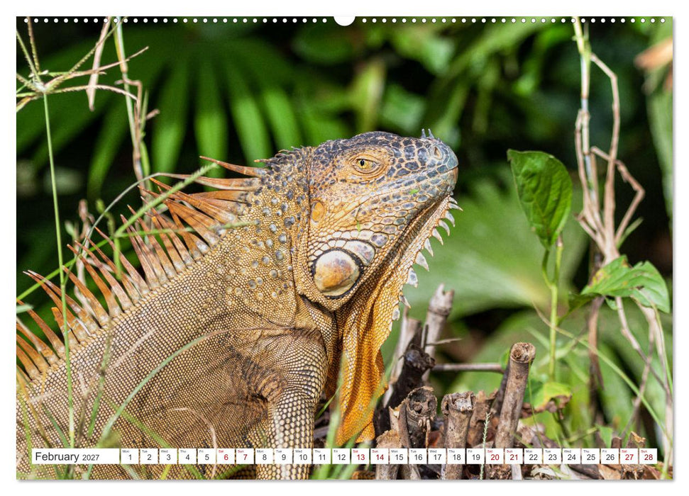 Costa Rica’s wild beauty (CALVENDO Premium-Calendar 2027)