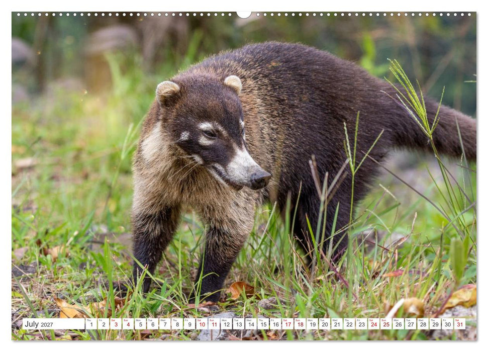 Costa Rica’s wild beauty (CALVENDO Premium-Calendar 2027)