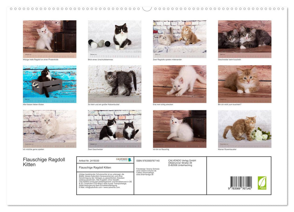 Flauschige Ragdoll Kitten (CALVENDO Premium Wandkalender 2027)