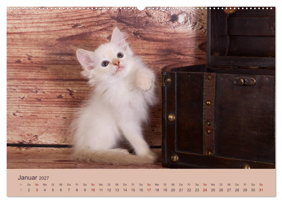 Flauschige Ragdoll Kitten (CALVENDO Premium Wandkalender 2027)