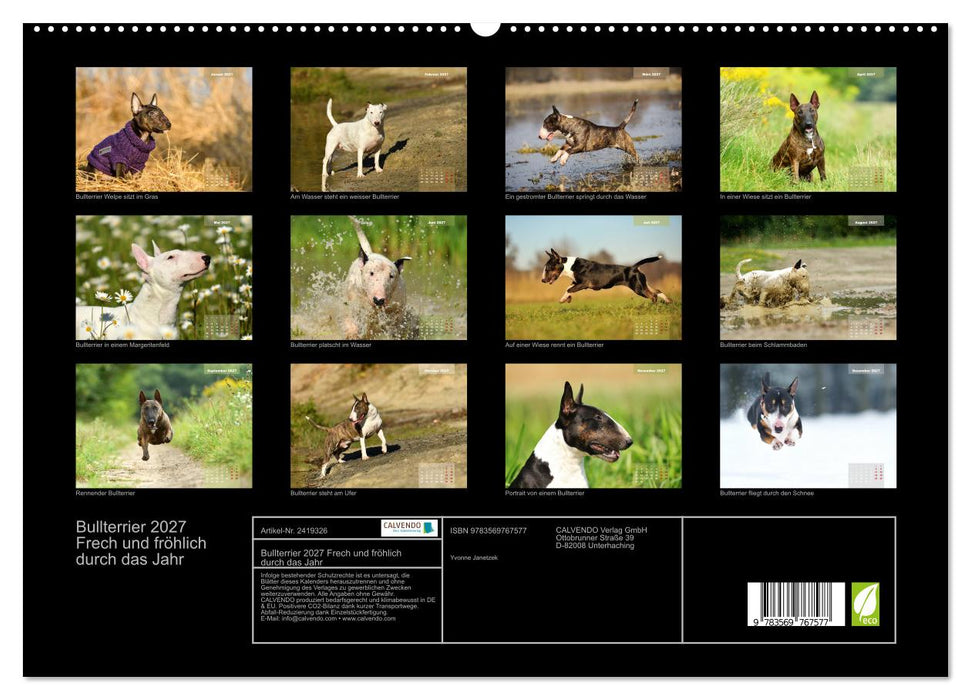 Bullterrier 2027 Frech und fröhlich durch das Jahr (CALVENDO Premium Wandkalender 2027)