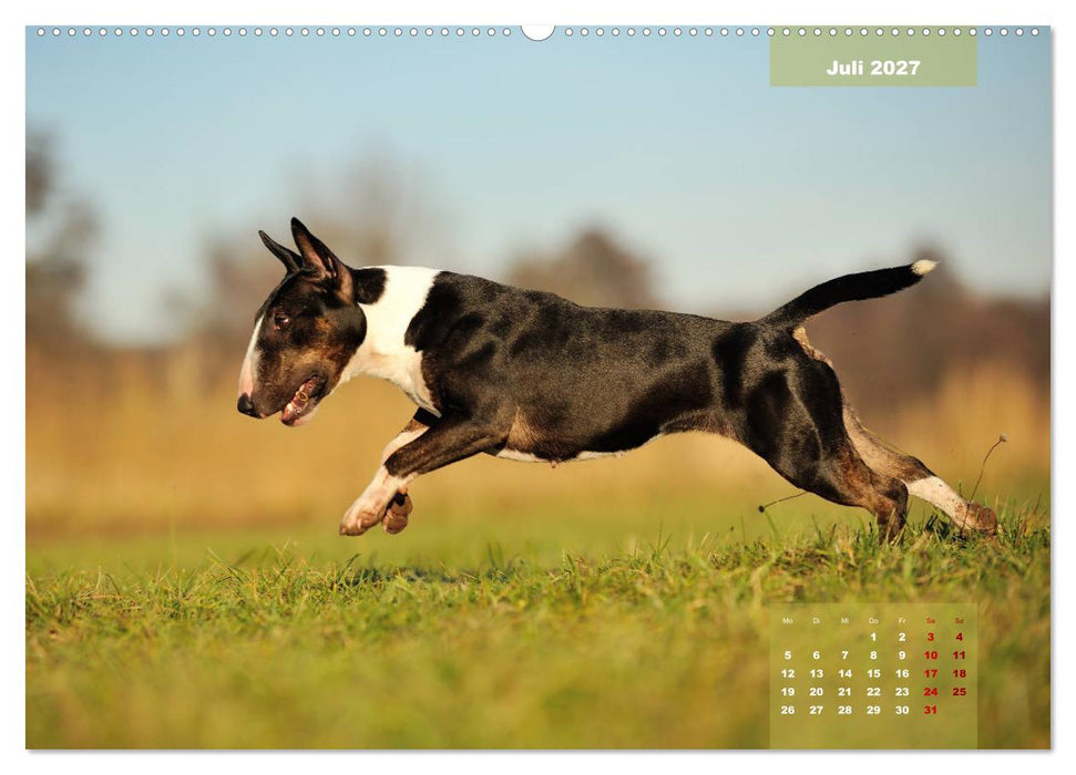 Bullterrier 2027 Frech und fröhlich durch das Jahr (CALVENDO Premium Wandkalender 2027)
