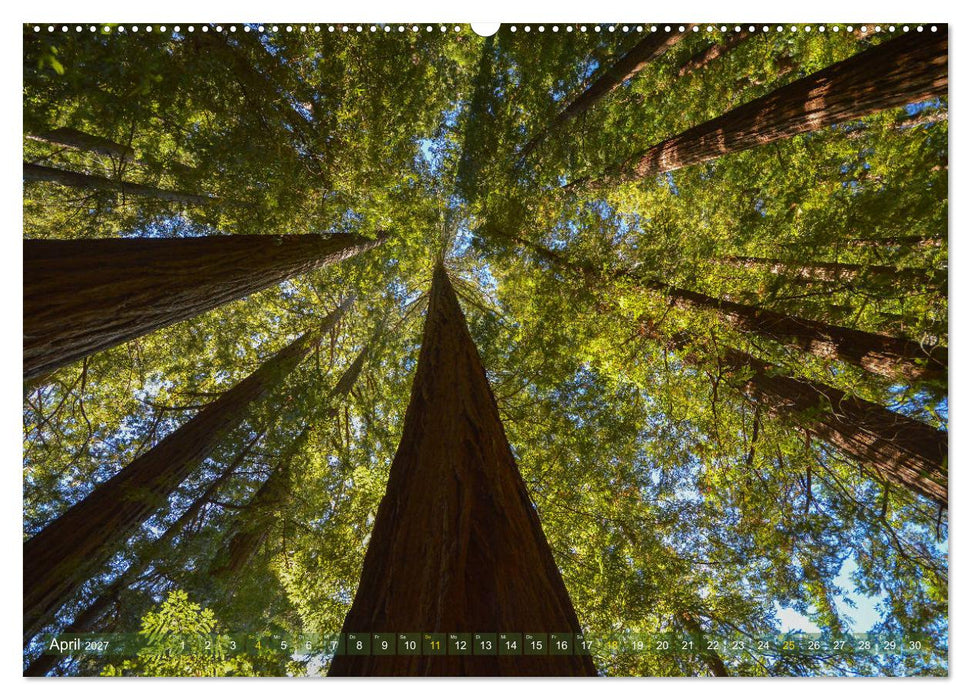 Spaziergang im Wald (CALVENDO Wandkalender 2027)