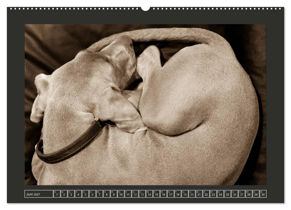 Weimaraner - Ein Welpenjahr (CALVENDO Premium Wandkalender 2027)