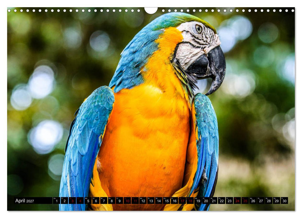 Amazonas - Faszination Regenwald (CALVENDO Wandkalender 2027)