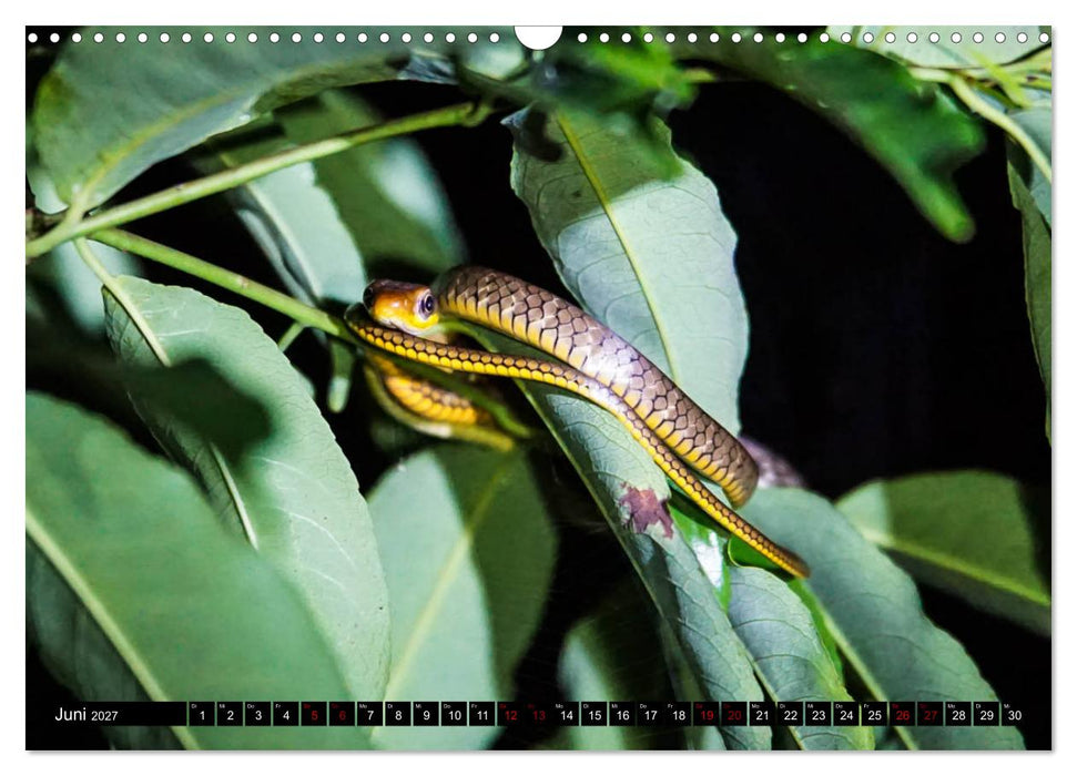 Amazonas - Faszination Regenwald (CALVENDO Wandkalender 2027)