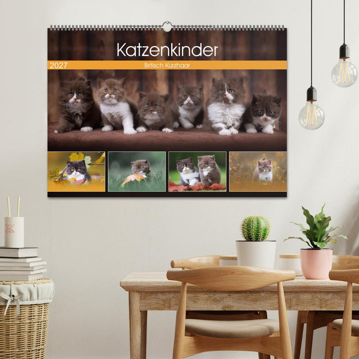 Katzenkinder - Britisch Kurzhaar (CALVENDO Wandkalender 2027)
