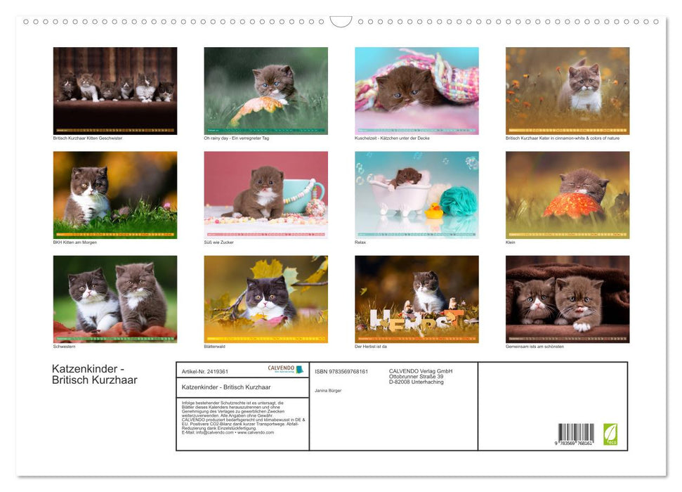 Katzenkinder - Britisch Kurzhaar (CALVENDO Wandkalender 2027)