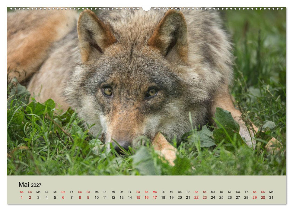 Wolfsrudel (CALVENDO Premium Wandkalender 2027)
