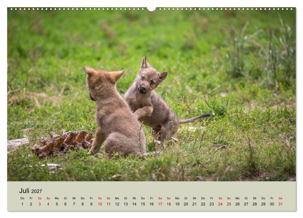 Wolfsrudel (CALVENDO Premium Wandkalender 2027)