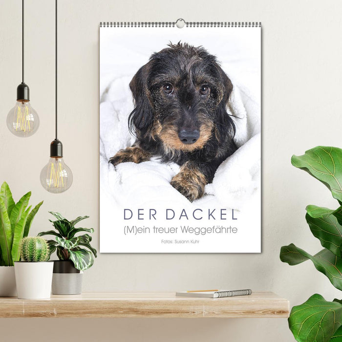 Der Dackel (M)ein treuer Weggefährte (CALVENDO Wandkalender 2027)