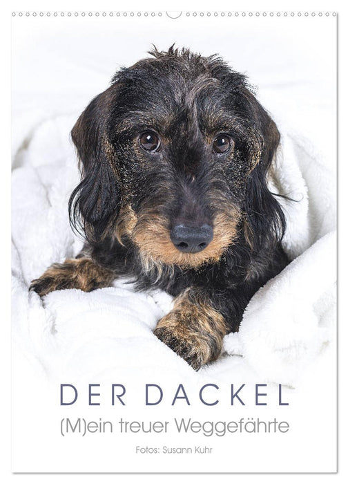 Der Dackel (M)ein treuer Weggefährte (CALVENDO Wandkalender 2027)