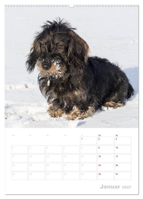 Der Dackel (M)ein treuer Weggefährte (CALVENDO Wandkalender 2027)