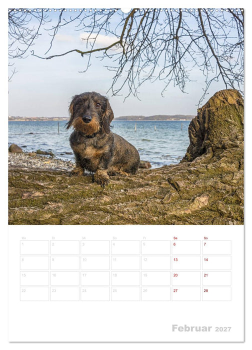 Der Dackel (M)ein treuer Weggefährte (CALVENDO Wandkalender 2027)