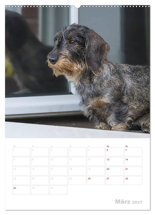 Der Dackel (M)ein treuer Weggefährte (CALVENDO Wandkalender 2027)