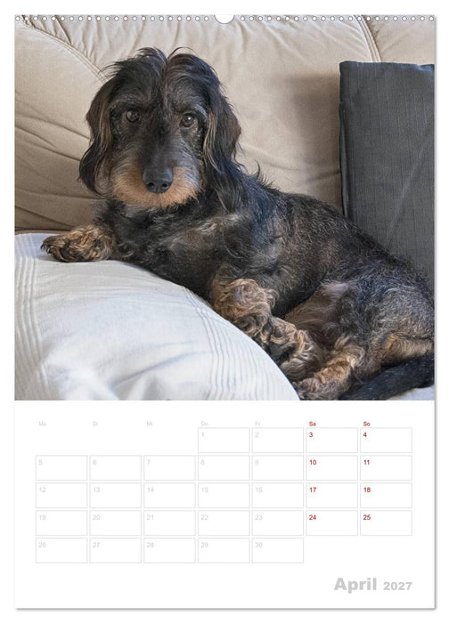Der Dackel (M)ein treuer Weggefährte (CALVENDO Wandkalender 2027)