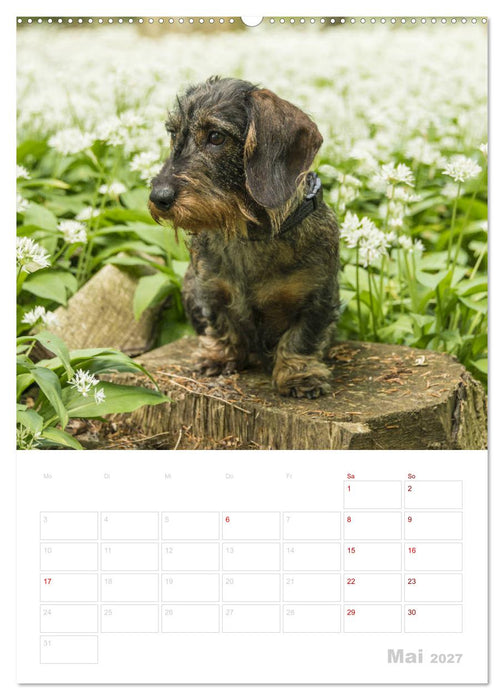 Der Dackel (M)ein treuer Weggefährte (CALVENDO Wandkalender 2027)