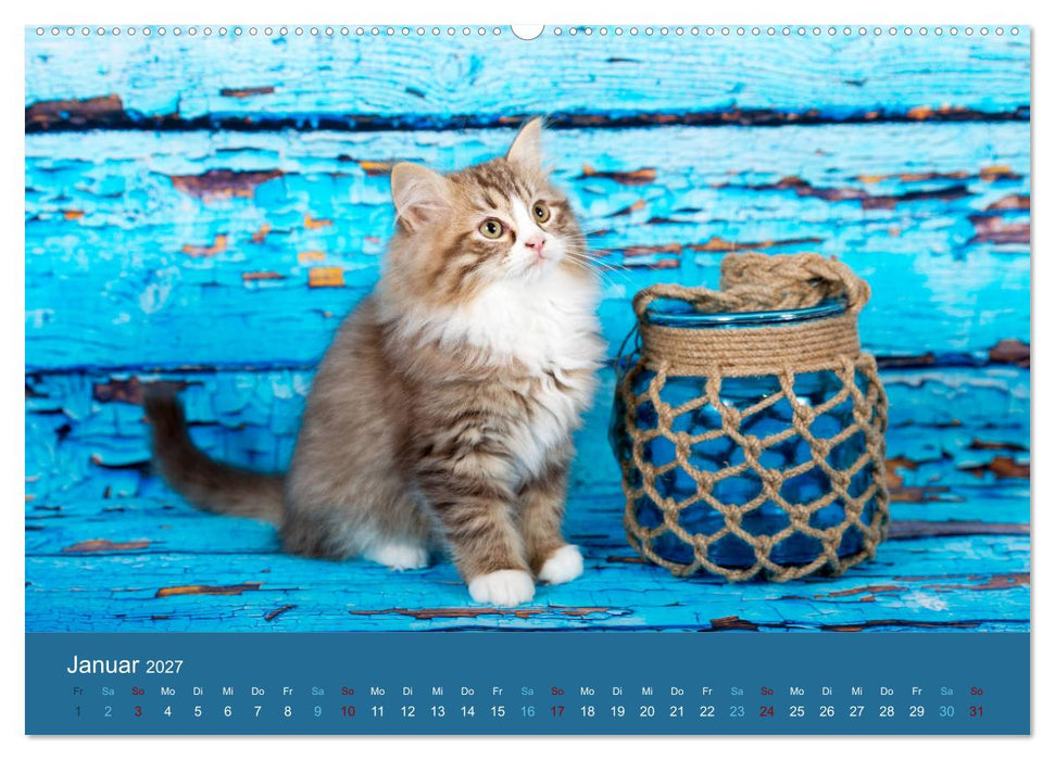 Verspielte Ragdolls -
Sanfte Katzen in seidigem Haarkleid (CALVENDO Wandkalender 2027)