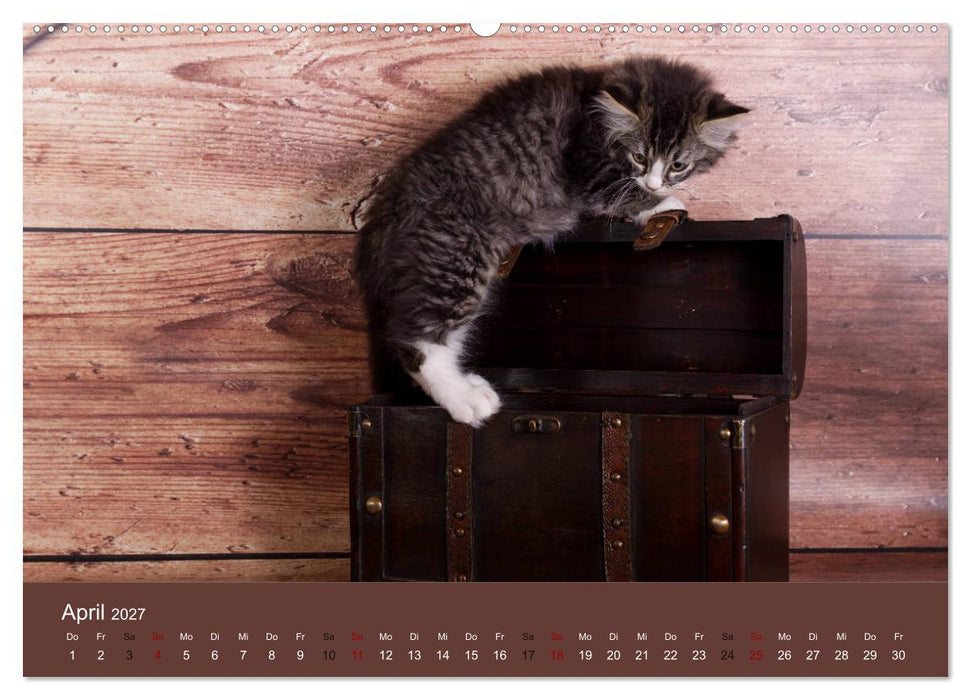 Verspielte Ragdolls -
Sanfte Katzen in seidigem Haarkleid (CALVENDO Wandkalender 2027)