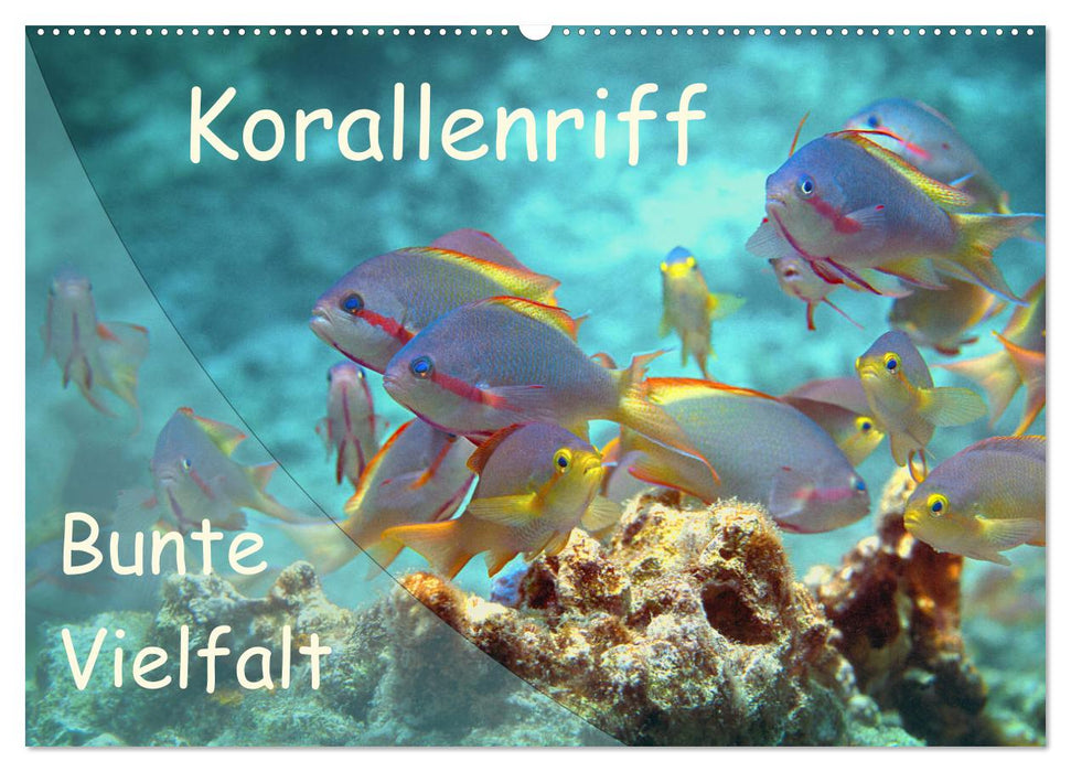 Bunte Vielfalt im Korallenriff (CALVENDO Wandkalender 2027)