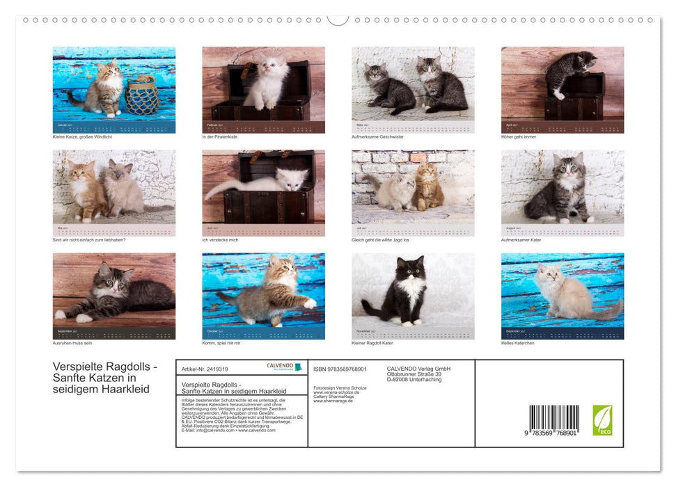 Verspielte Ragdolls -
Sanfte Katzen in seidigem Haarkleid (CALVENDO Premium Wandkalender 2027)