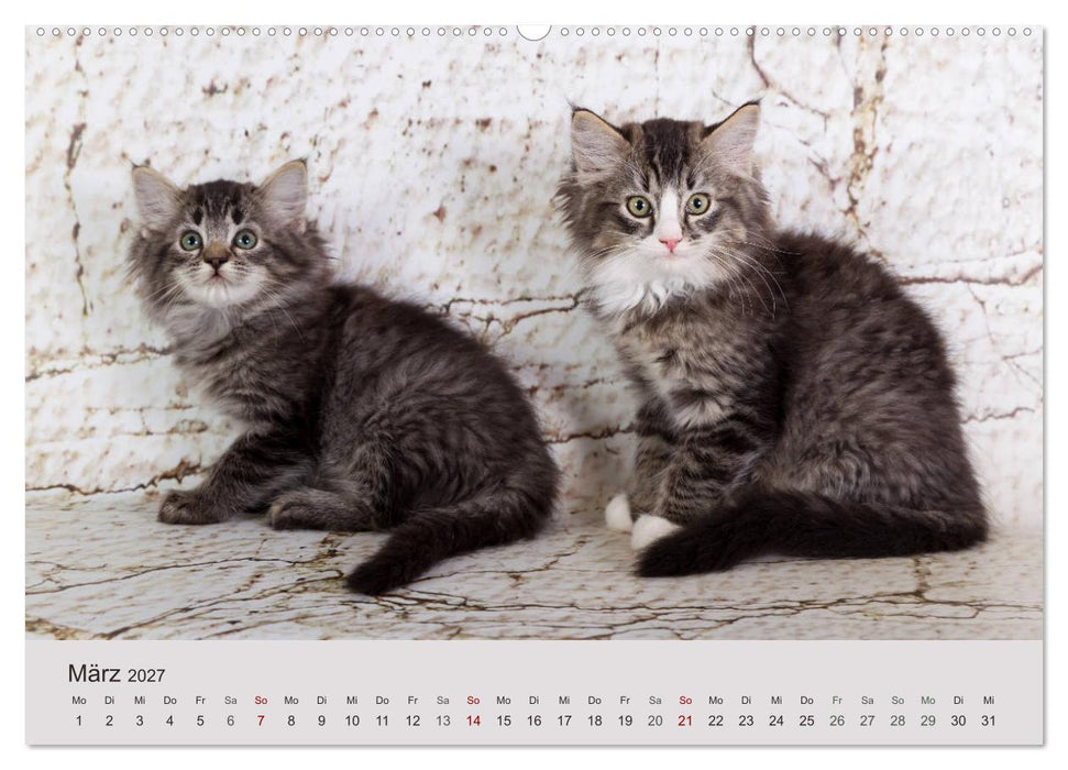 Verspielte Ragdolls -
Sanfte Katzen in seidigem Haarkleid (CALVENDO Premium Wandkalender 2027)