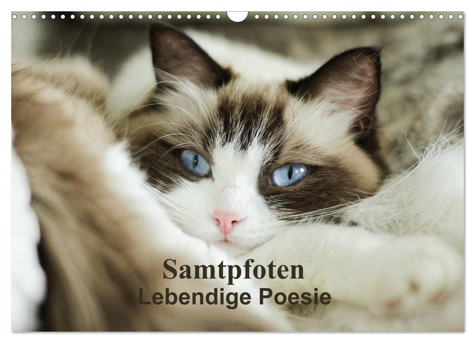 Samtpfoten Lebendige Poesie (CALVENDO Wandkalender 2027)