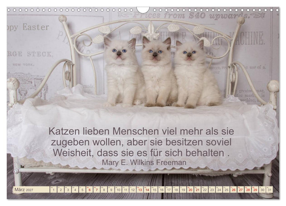 Samtpfoten Lebendige Poesie (CALVENDO Wandkalender 2027)