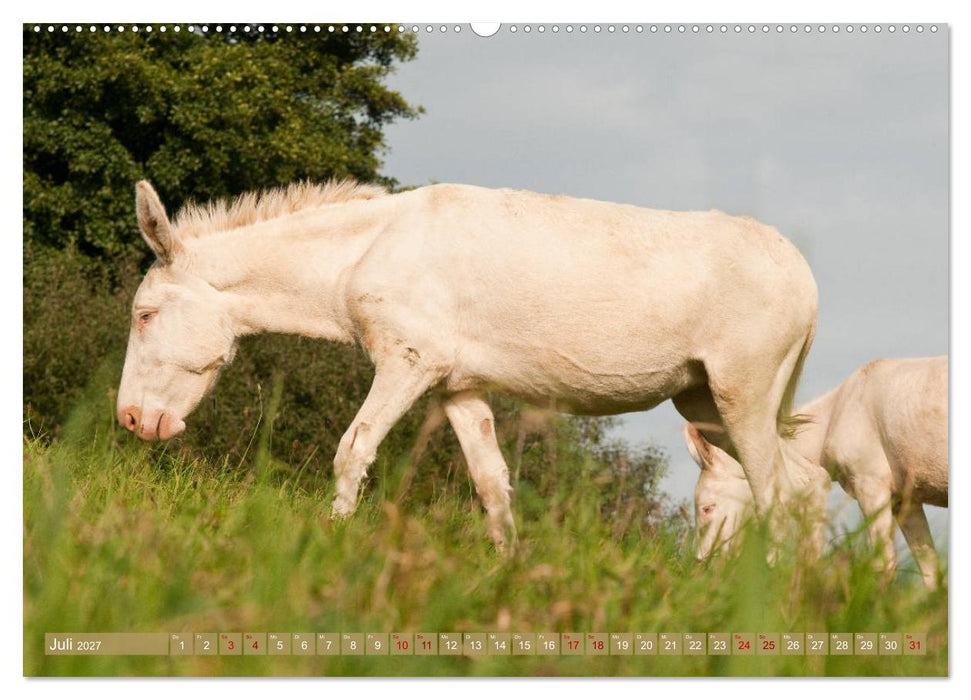 Weiße Esel - Märchenhafte Langohren (CALVENDO Premium Wandkalender 2027)