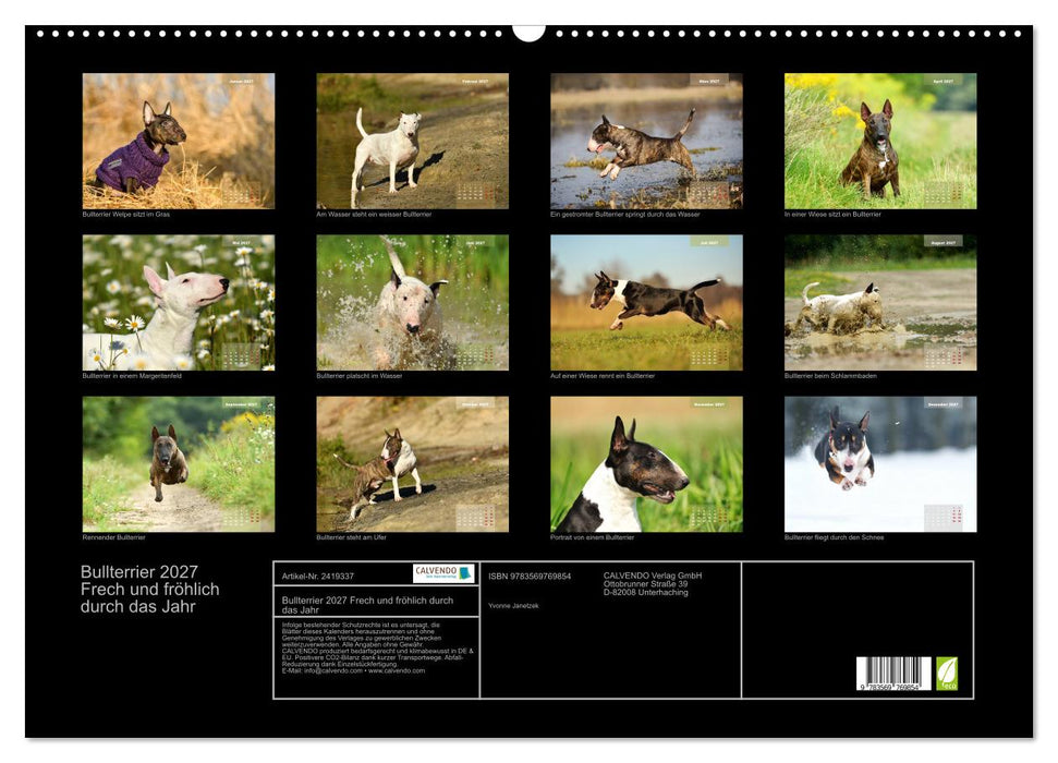 Bullterrier 2027 Frech und fröhlich durch das Jahr (CALVENDO Wandkalender 2027)