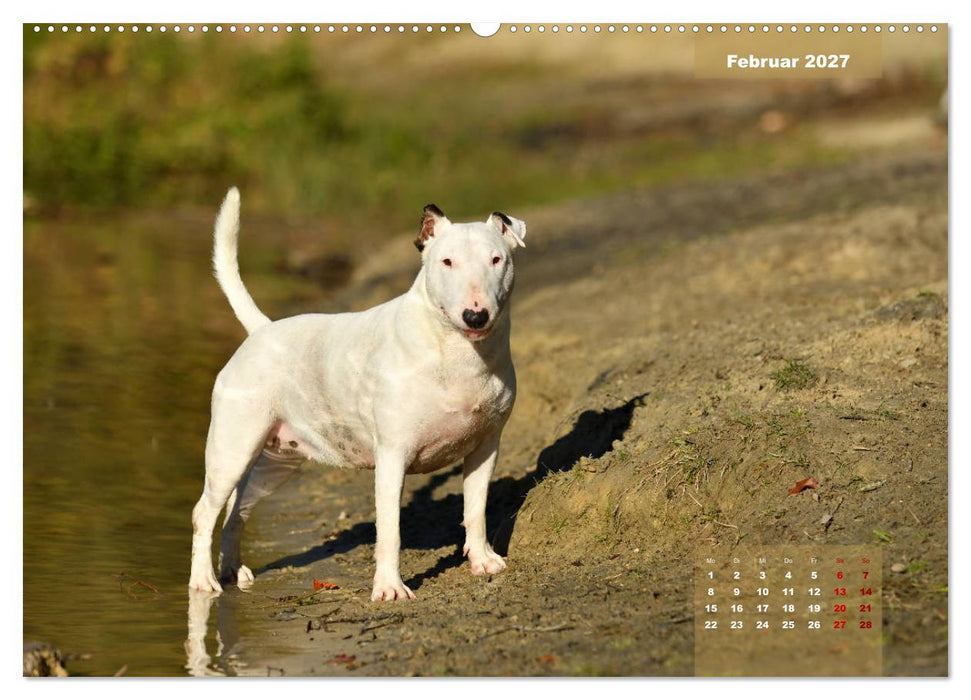 Bullterrier 2027 Frech und fröhlich durch das Jahr (CALVENDO Wandkalender 2027)