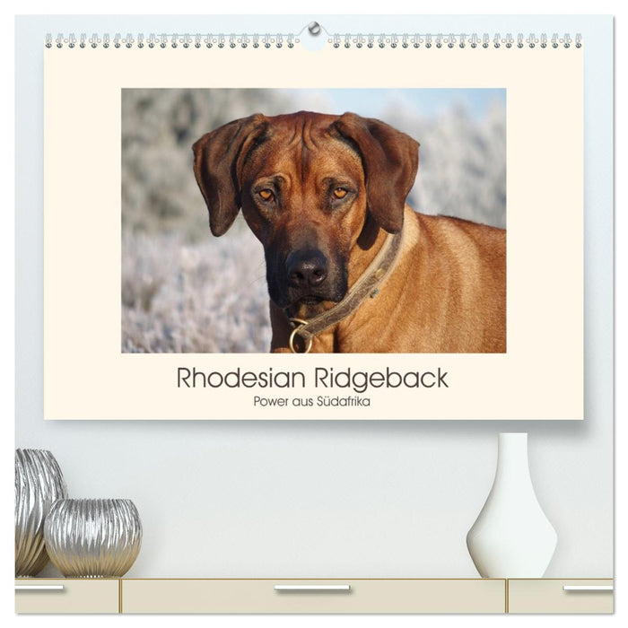 Rhodesian Ridgeback Power aus Südafrika (CALVENDO Premium Wandkalender 2027)