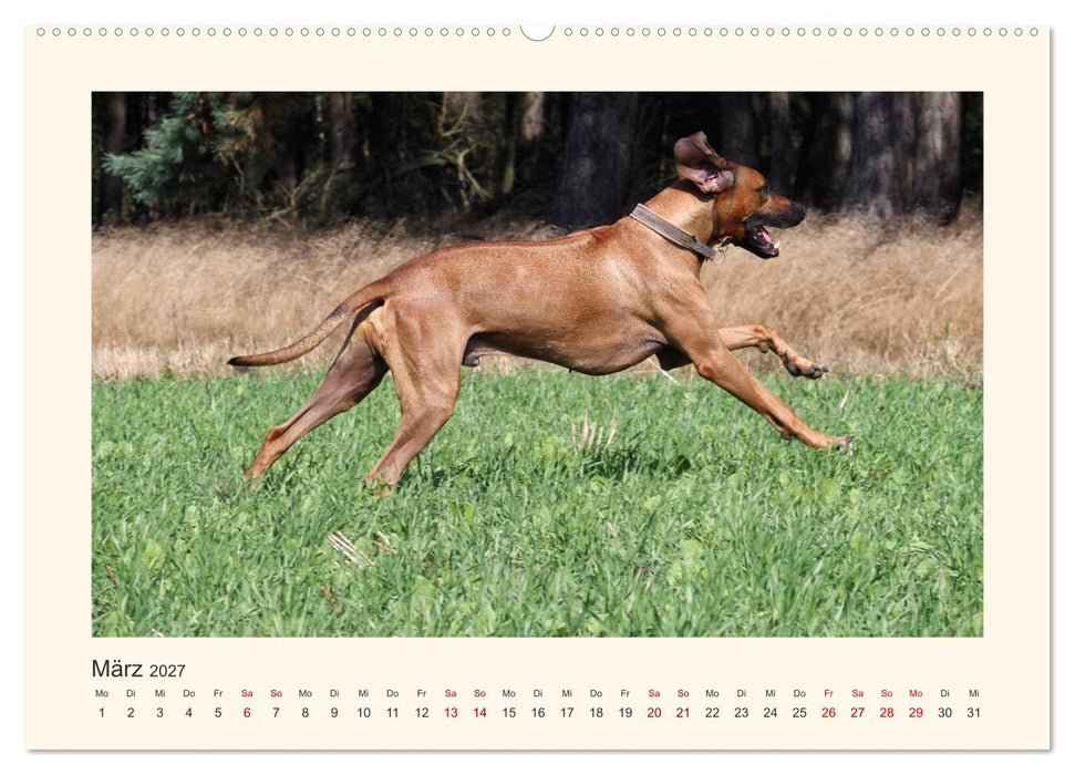 Rhodesian Ridgeback Power aus Südafrika (CALVENDO Premium Wandkalender 2027)