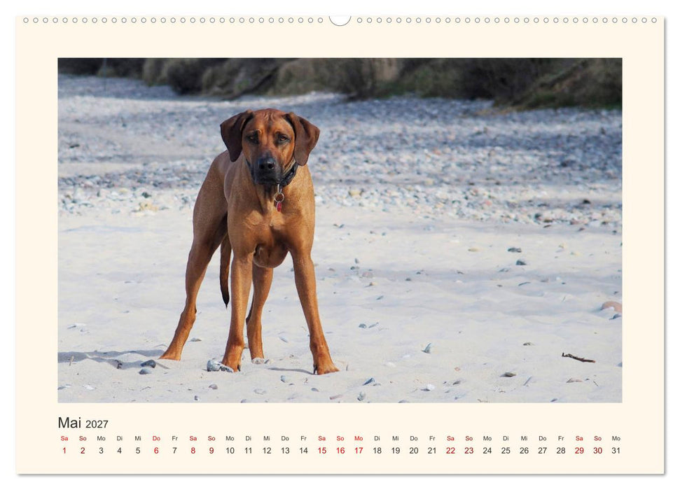 Rhodesian Ridgeback Power aus Südafrika (CALVENDO Premium Wandkalender 2027)