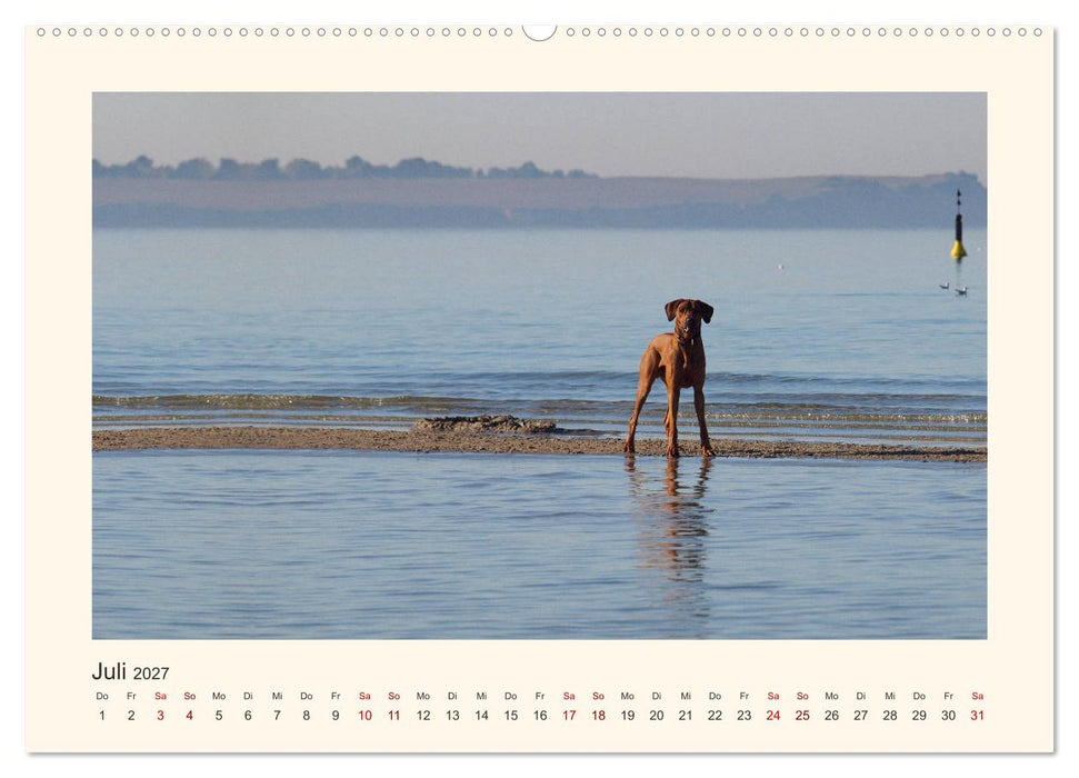 Rhodesian Ridgeback Power aus Südafrika (CALVENDO Premium Wandkalender 2027)