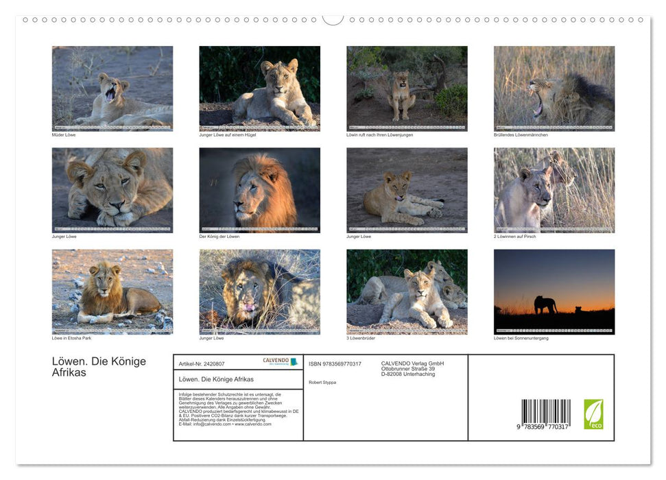 Löwen. Die Könige Afrikas (CALVENDO Wandkalender 2027)