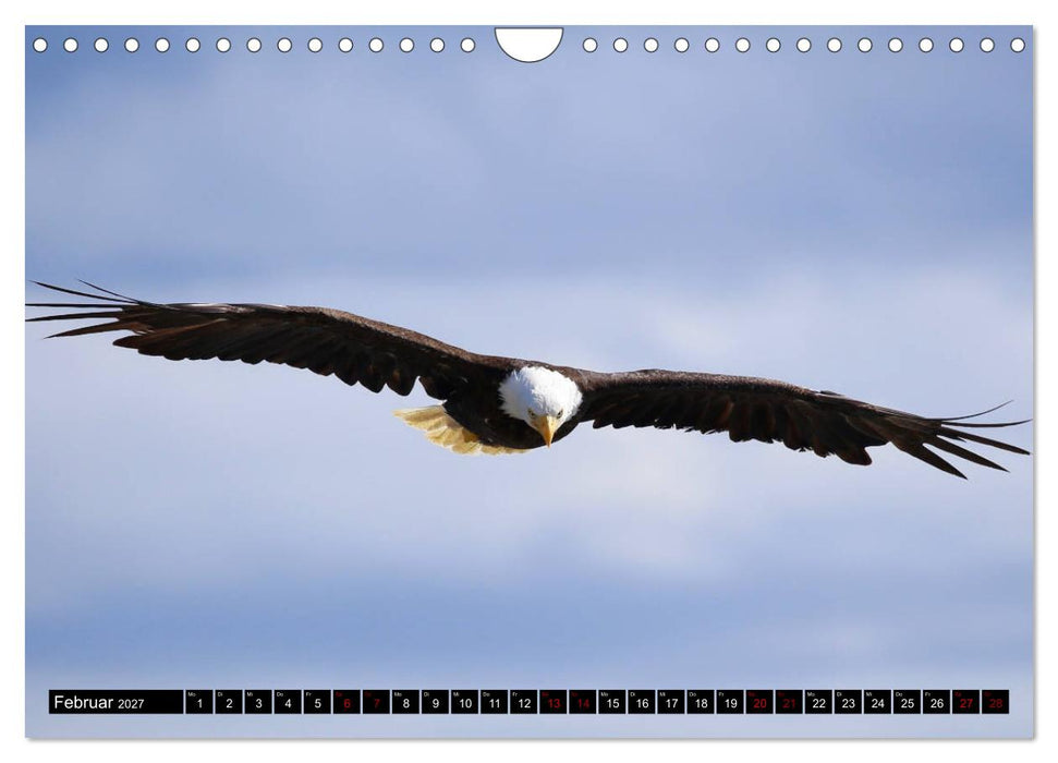 Weißkopfseeadler. Herrscher der Lüfte. 2027 (CALVENDO Wandkalender 2027)