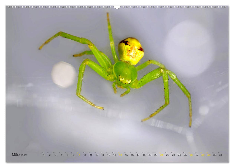 ui - Spinne. Kleine Spinnen - groß im Bild (CALVENDO Wandkalender 2027)