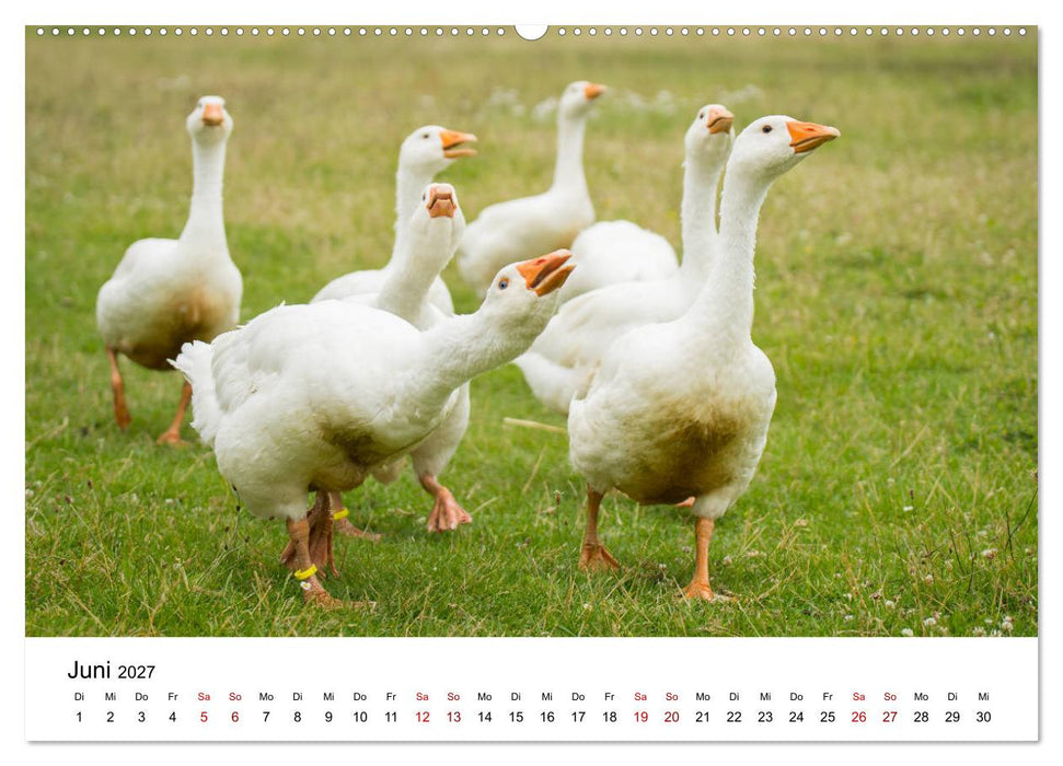 Alte Nutztierrassen 2027 (CALVENDO Premium Wandkalender 2027)